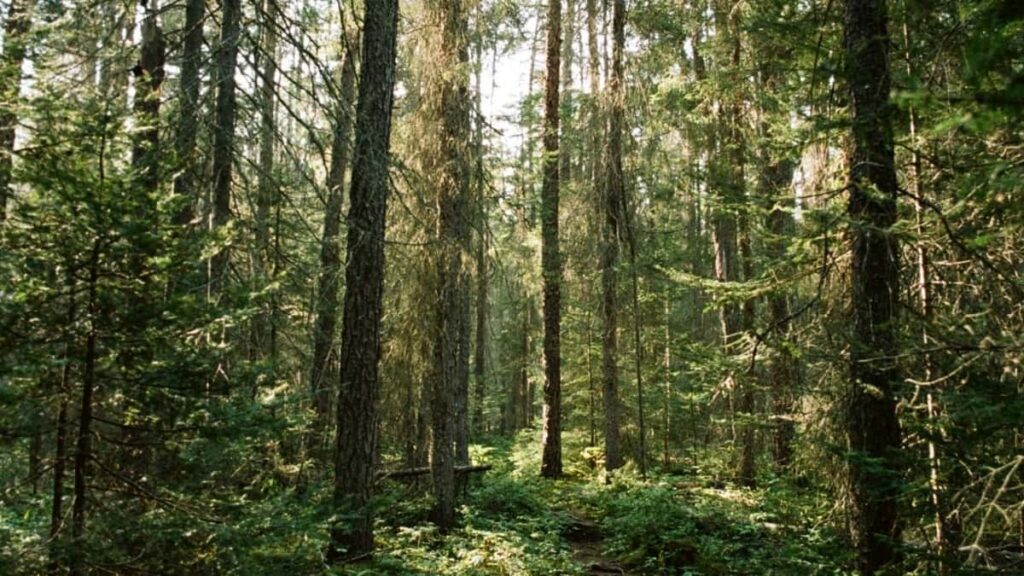 2025 Czech Republic Pinterest жарнама баасы Кыргызстан үчүн толук колдонмо