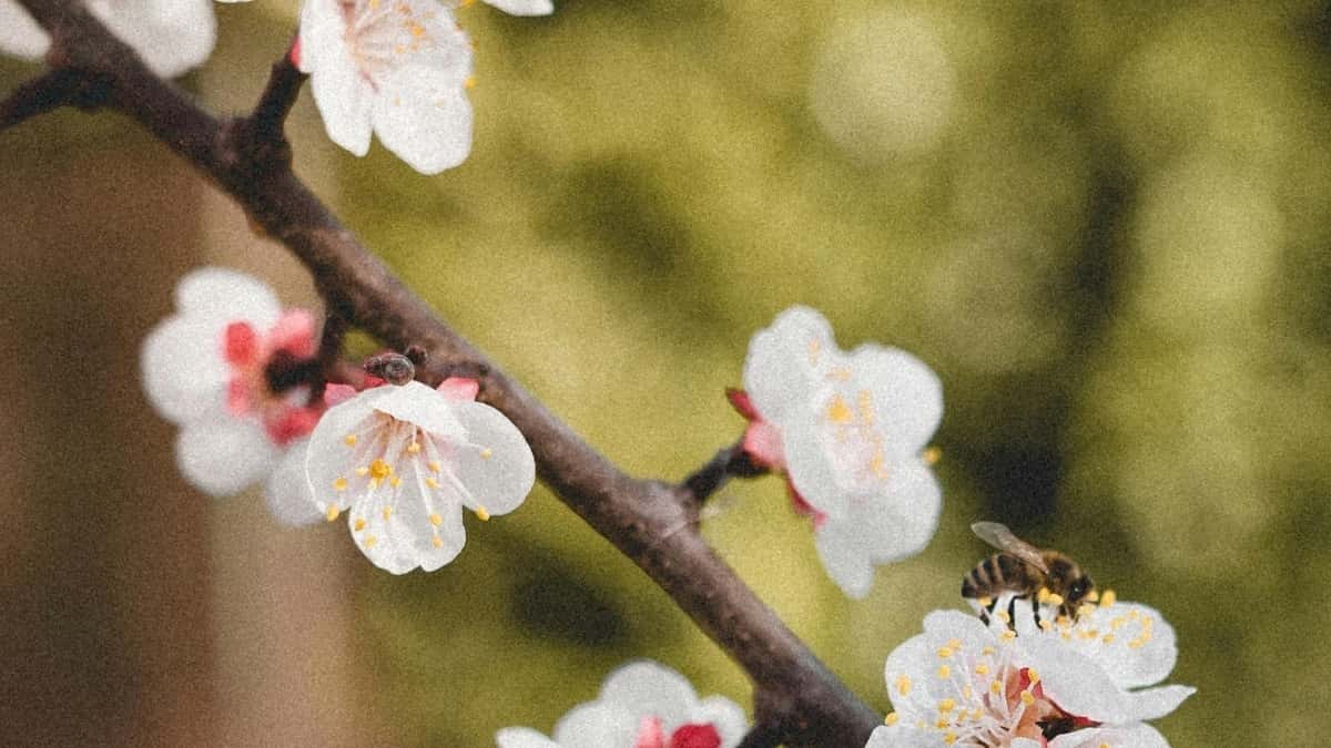 Креаторлор үчүн Apple Music, Кувейт жана Арзандатуу Кодун Промоуттоо ыкмалары