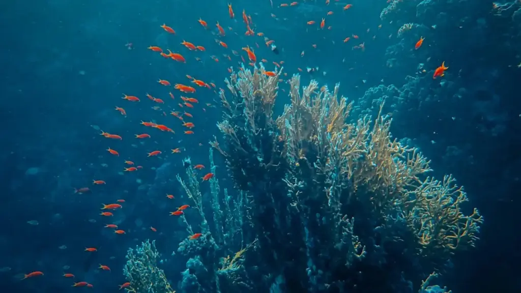 Кыргызстан үчүн практикалык гид: Эфиопияда Xiaohongshu креаторлорун кантип табып, SaaS сыноолоруна тез жана тармактык колдонуучуларды тартса болот.