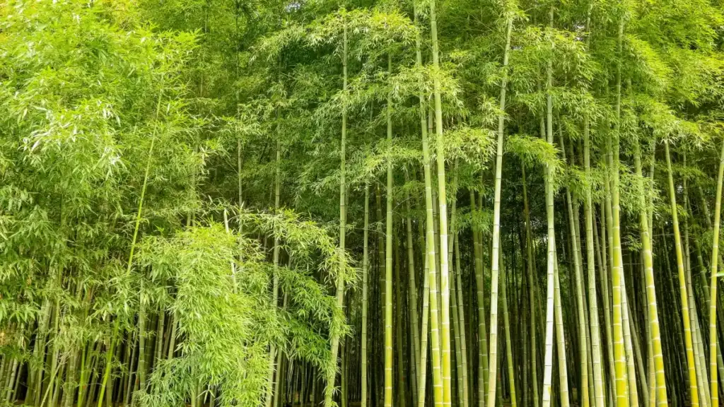 Ирландиядагы Apple Music креаторлорун таап, creator-led сатуу кампаниясын ишке ашыруу үчүн практикалык ыкмалар, Meta API мүмкүнчүлүктөрү жана жергиликтүү тренддер боюнча практикалык нускамалар.