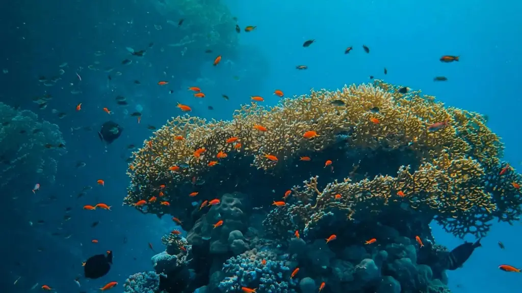 Кыргызстандагы креаторго практикалык гайд: HBO Maxтагы бразилиялык бренддер менен байланышуу, чектелген убакыттык промокодторду бөлүшүү үчүн так ыкмалар жана тизме.