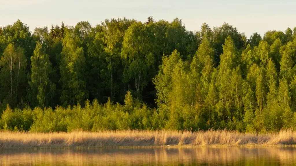 Аргентинадагы SoundCloud жаратуучуларын Кыргызстандан брендинг жана фитнес-челленджтер үчүн кантип тапса болот: практикалык ыкмалар, платформа стратегиялары жана эрежелер.