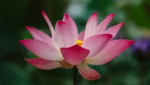 Кыргыз бренддери үчүн Чехиянын Lazada креаторлорун табуу, тандоо жана локализация стратегиялары — практикалык кийинки кадамдар, үрөндүү каналдар жана AI/маркет тенденциялары менен.