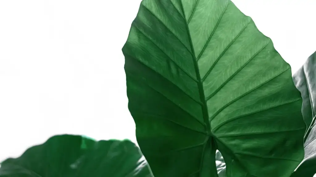 Кыргыз жарнамачылары үчүн Израилден OnlyFans авторлорун табуу, баа-оценка жана engagement-үстөгү кампанияларды баштоо боюнча практикалык, укуктук жана коопсуздук кеңештер.