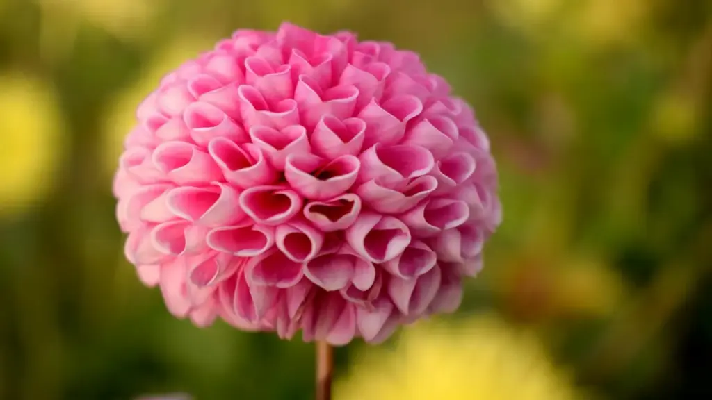 Spotifyдагы Филиппин креаторлорун реалдуу иш-чара vlog үчүн табуунун практикалык стратегиясы, локалдык каналдар, outreach шаблондору жана тобокелдиктер.