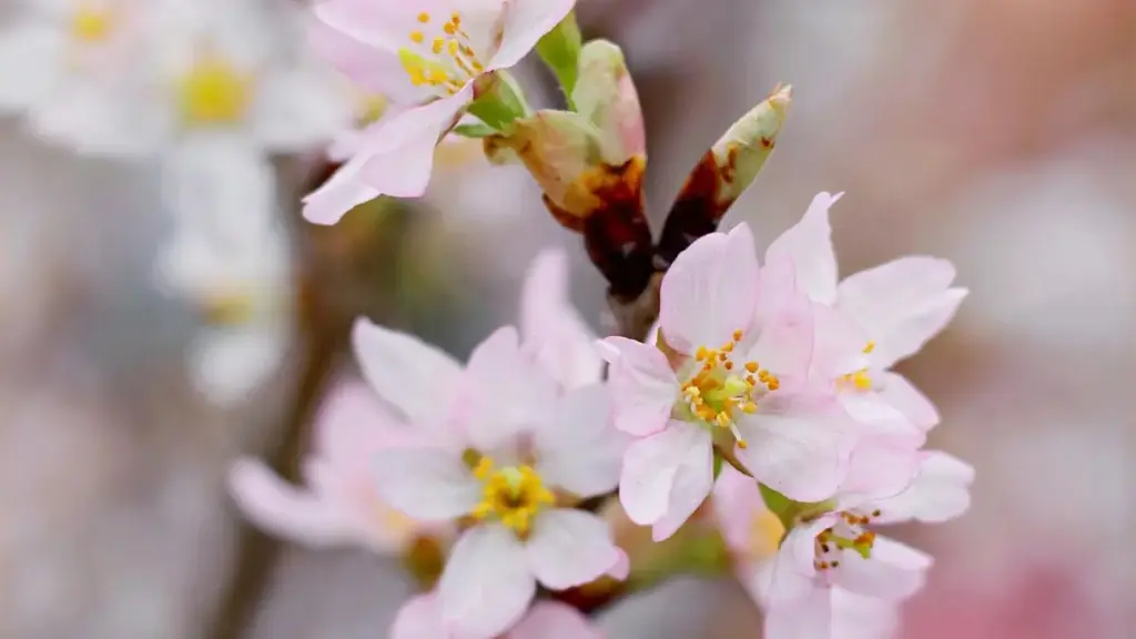 Кыргызстандык рекламодор үчүн Costa Ricaдагы Josh креаторлорун продукт-сидинге чакырган практика, каналдар, тастыктоо ыкмалары жана тобокелдиктер. Практикалык чекиттер менен.