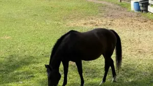 Кыргызстандык жарнамачылар үчүн практикалык жол-жоболор: Жордан OnlyFans креаторлорун кантип табуу, тандоо критерийлери, тобокелдиктер жана 2026-жылга чейинки тренд-предсказаниялар.