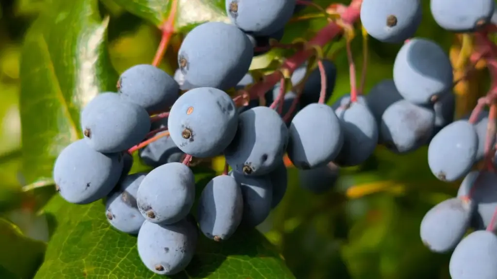 Австриялык бренддерди OnlyFans’та оюн стрими үчүн чакыруу — практика, стратегия жана коопсуздук боюнча этап-этап колдонмо.