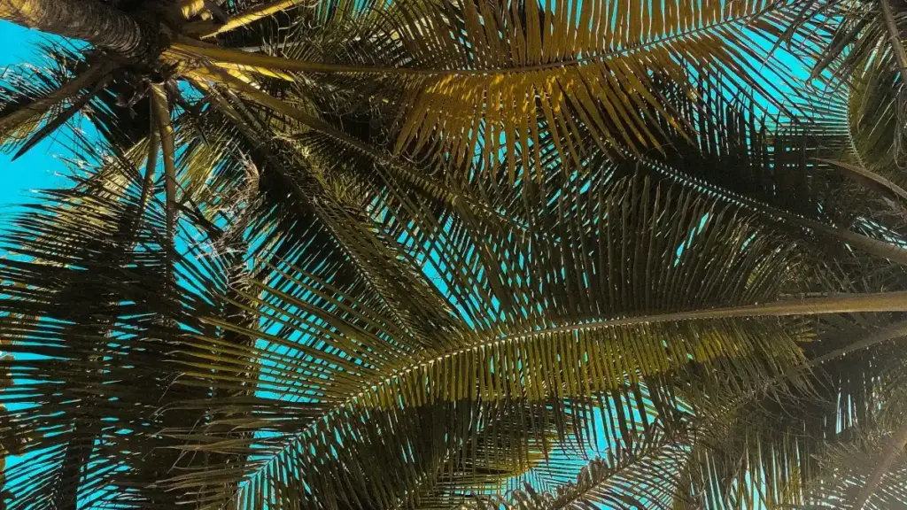 Xiaohongshu платформасында Кытай бренддерине жетүү жана бренд-амбассадор програмдарына кошулуу боюнча практикалык, шагыртуу ыкмалары жана 2026-жылдагы тренддер.