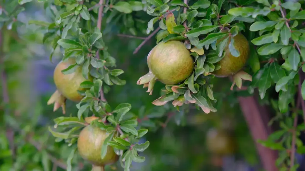 Кыргызстандык рекламодор үчүн практикалык колдонмо: Лаостагы Twitter (X) авторлорун табуу, тандап, локалдык турларды инфлюенсерлер аркылуу жылдыруу боюнча конкреттүү ыкмалар.