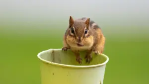 Чилидеги бренддер менен Zalo аркылуу продуктивдүү гиддерди чыгаруу үчүн практикалык кадамдар, Zalo Business Solutions мүмкүнчүлүктөрү жана рыноктук тактика — KY-креаторләрге арналган жергиликтүү кеңеш.