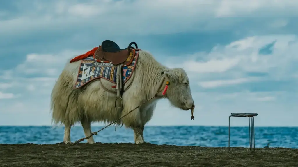 Kyrgyzстандык креаторлор үчүн практикалык жол-жоболор: Josh платформасында Литва брендерине кантип жетүү, өнөкөт мамиле түзүү жана продукт чыгарууларга хэйп жаратуу.