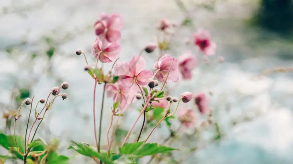 Португалияда KakaoTalk креаторлорун табуу жана алар аркылуу фитнес-аппларга трафик тартуу — практикалык чек-лист, этнография жана ыкчам скрипттер.