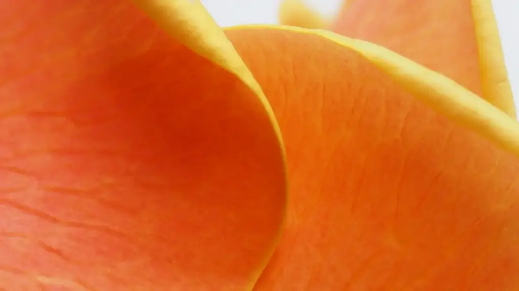 Кыргызстандык креаторго практикалык жол-жоболор: Rumbleда Колумбия бренддери менен байланыштырып, чокуган артисттерди көрсөтүү.