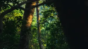 Line аркылуу австралиялык бренддерге кантип туура чыгып, акча төлөнгөн sponsorship алуу мүмкүн экенин чат стили, инсайттар жана практикалык ыкмалар менен түшүндүрдүк.